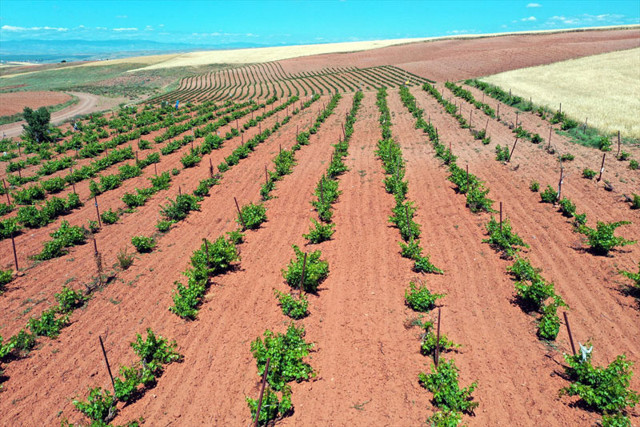 Çankırı'da bağında yetiştiriyor! Satmak yerine köylülere ikram ediyor - Resim: 1