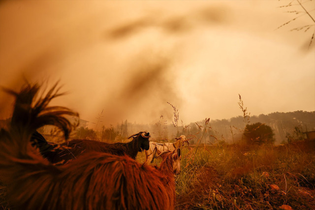 Antalya Manavgat yangınında son durum! Ölü sayısı arttı kötü haberler geliyor - Resim: 0