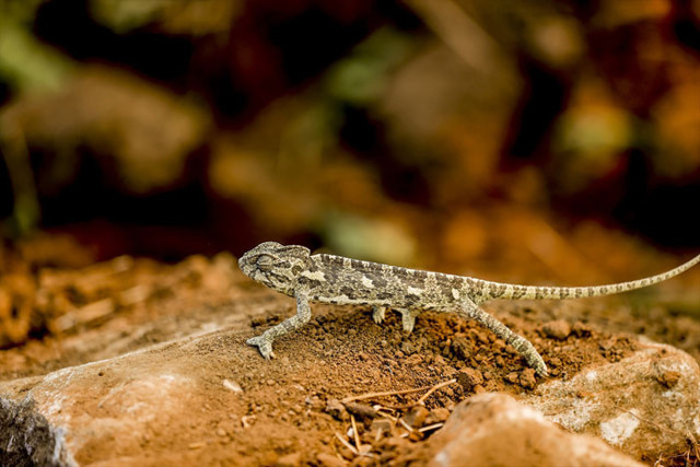 Manavgat Bodrum Milas Marmaris orman yangınlarında son durum Köyceğiz'de iki mahalle boşaltıldı - Resim: 10