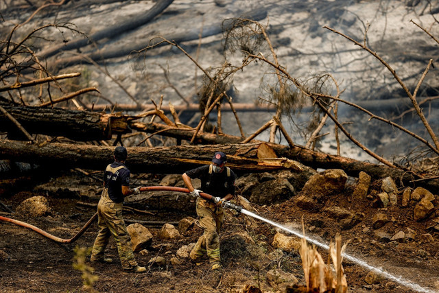 Yanan bölgelere hemen ağaç dikmek doğru mu? Uzmanlar 'izin verilmeli' dedi - Resim: 2