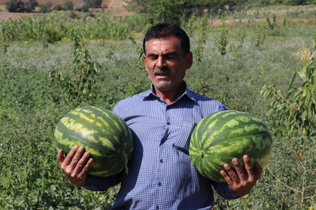 Amasya'da bu tarlada yok yok! Para geçmiyor nedeni dikkat çekti - Resim: 0