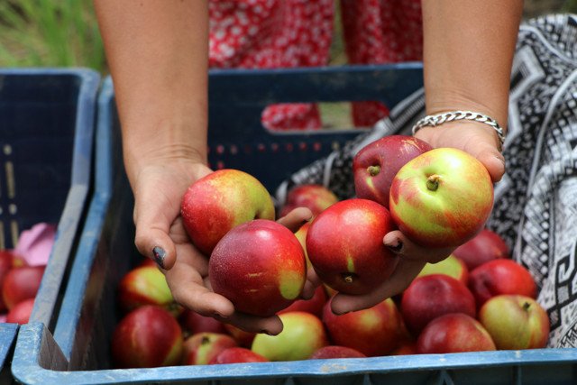 Bahçede 5 lira olan şeftali markette 18 TL'den satılıyor - Resim: 0