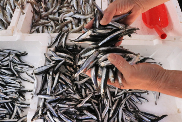 Bu yıl hamsi bol olacak gibi palamut ise az; Balık fiyatları düşer mi? - Resim: 0