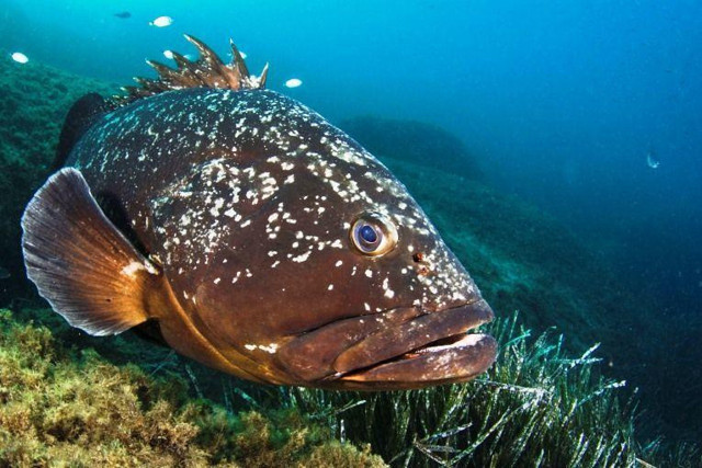 Marmara'da yıllar sonra orfoz balığı görüldü! 'Türkiye'de önemli bir milat' deniyor - Resim: 2