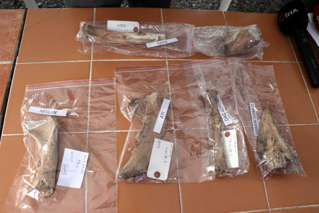 Kayseri'de kazı çalışmalarında bulundu! 4 bin yıl öncesine ait aslan kemiği - Resim: 0