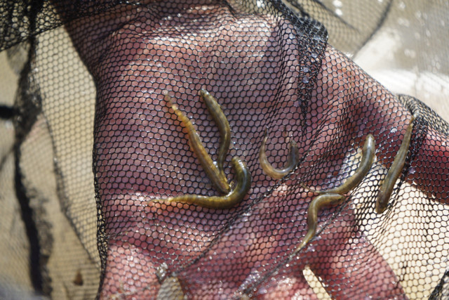 Leonardo DiCaprio'nun Türkiye paylaşımı heyecan yarattı - Resim: 0