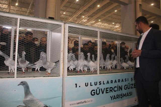 Dünyanın 8 ülkesinden güvercinler Şanlıurfa'da! Fiyatını duyanlar inanamadı - Resim: 0