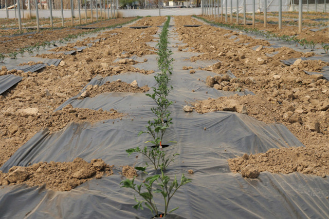 Hasada sayılı günler kaldı! Ucuz sebze için geri sayım başladı - Resim: 0