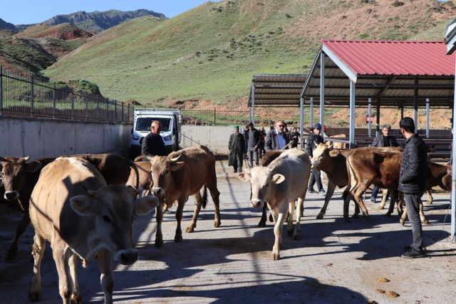 Kurbanlık fiyatlarında yükseliş! 70 bin TL'ye kadar çıkıyor - Resim: 0