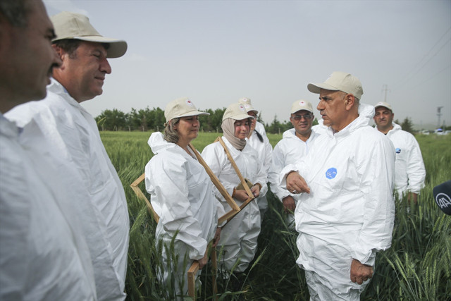 Dünya buğday krizinde Türkiye sıkıntı yaşayacak mı? Bakan Kirişçi çapayı aldı açıklama yaptı - Resim: 1