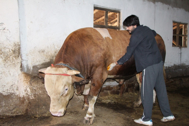 1,3 tonluk kurbanlık boğa satışa çıktı! Fiyatı dudak uçuklattı - Resim: 0