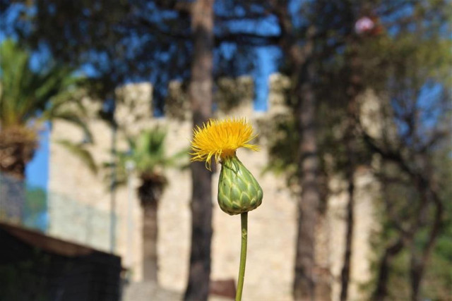 Tülüşah çiçeğini koparmanın cezası 109 bin TL - Resim: 3