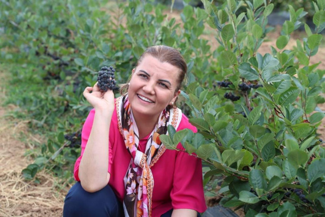 Kansere savaş açan süper meyve Aronya! Faydaları saymakla bitmiyor - Resim: 0