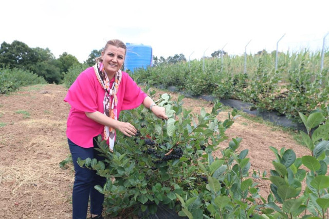 Kansere savaş açan süper meyve Aronya! Faydaları saymakla bitmiyor - Resim: 1