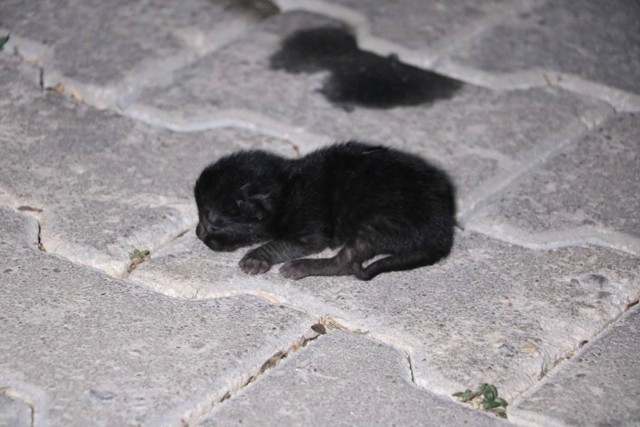 Pikniğe giden aile şaşkın döndü aracın motorundan sesler gelince - Resim: 0