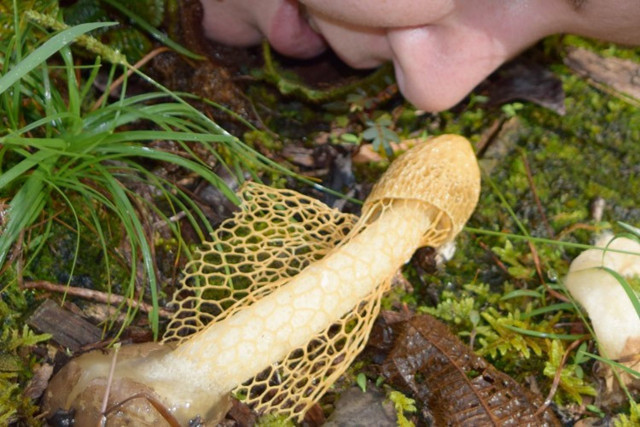 Bilim adamları bile bu işe şaştı kaldı! Bunu koklayan kadın kendinden geçiyor - Resim: 2
