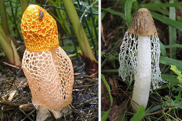 Bilim adamları bile bu işe şaştı kaldı! Bunu koklayan kadın kendinden geçiyor - Resim: 0