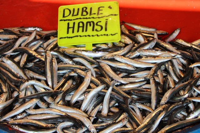 Son 50 yılda böylesi görülmedi! Marmara ve Karadeniz'de hangi balık daha çok? - Resim: 0