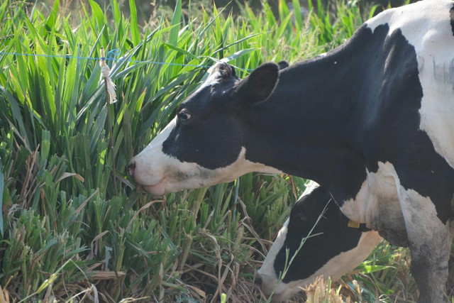 İnternette gördü ailesinin hayatını değiştirdi! 10 yaşındaki İzmirli kız yaptı büyük avantaj! - Resim: 0