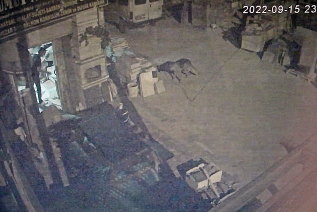 Antalya'da akılalmaz olay! Şahin'e sinirlenip 'Şahin'i katletti: Ötekini de vuracağım - Resim: 1