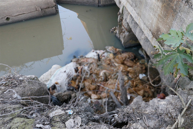 Kanalda çuvallarda bulundu! Vatandaşlara mı yedirdiler mide bulandırdı - Resim: 0