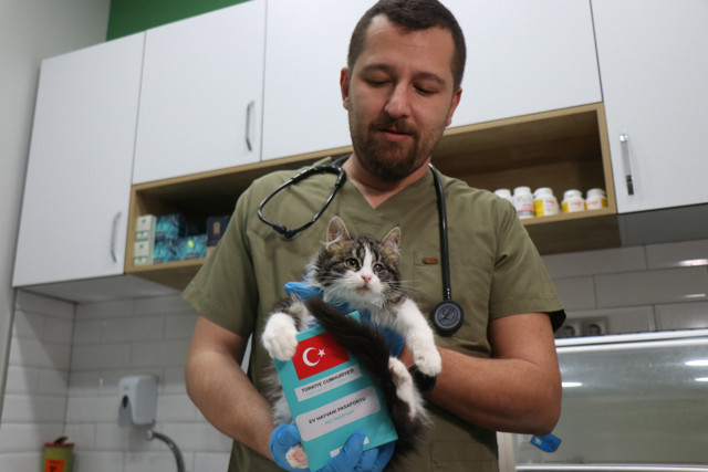 Mikro çip kuyruğu var 31 Aralık 2022'ye kadar çip taktırmayan yandı! Veterinerler bitti diyor - Resim: 2