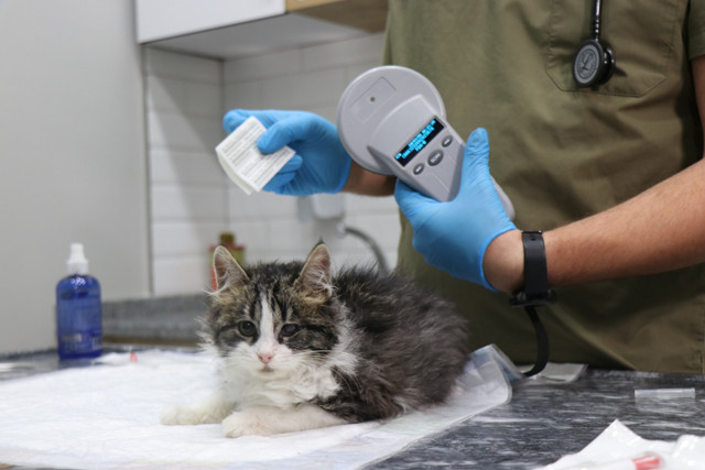 Mikro çip kuyruğu var 31 Aralık 2022'ye kadar çip taktırmayan yandı! Veterinerler bitti diyor - Resim: 0