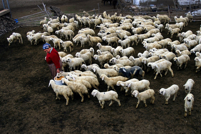 Hande Fırat kendine yeni iş kurdu! Hayvancılık yapacak devletten 3.5 milyon lira hibe alacak - Resim: 1