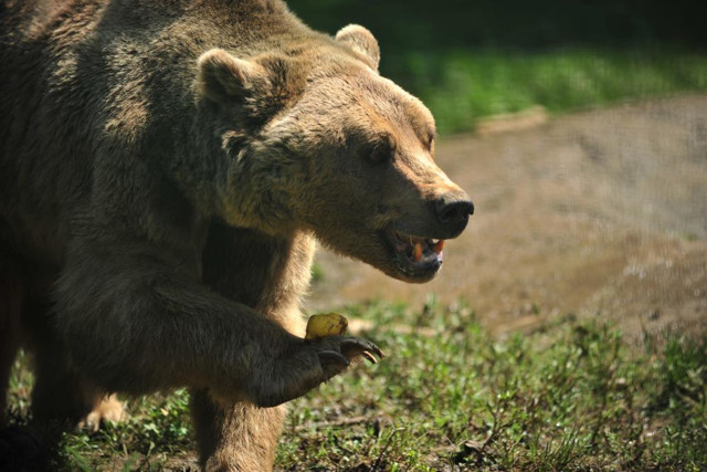 Annelerini kaybeden 2,5 aylık sevimli ayılar barınağın yeni maskotları oldu - Resim: 0