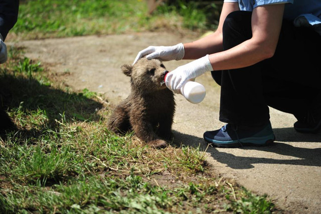 Annelerini kaybeden 2,5 aylık sevimli ayılar barınağın yeni maskotları oldu - Resim: 1