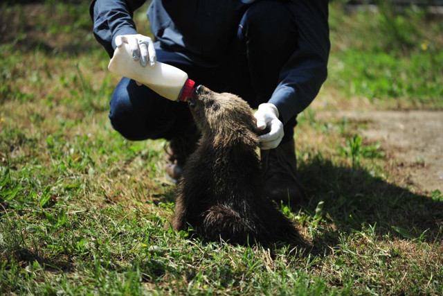 Annelerini kaybeden 2,5 aylık sevimli ayılar barınağın yeni maskotları oldu - Resim: 2