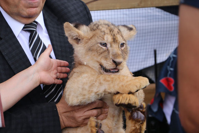4 aslan Cumhurbaşkanı Erdoğan'a neden hediye edildi? Hacı Yakışıklı aslanların hikayesini yazdı - Resim: 0