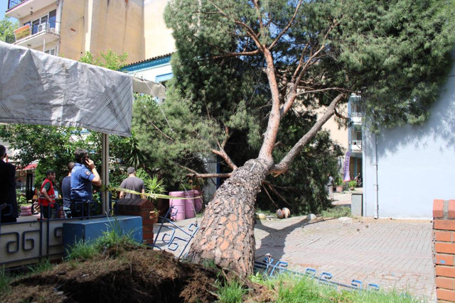 Asırlık ağaç polis karakolunun üzerine devrildi - Resim: 0