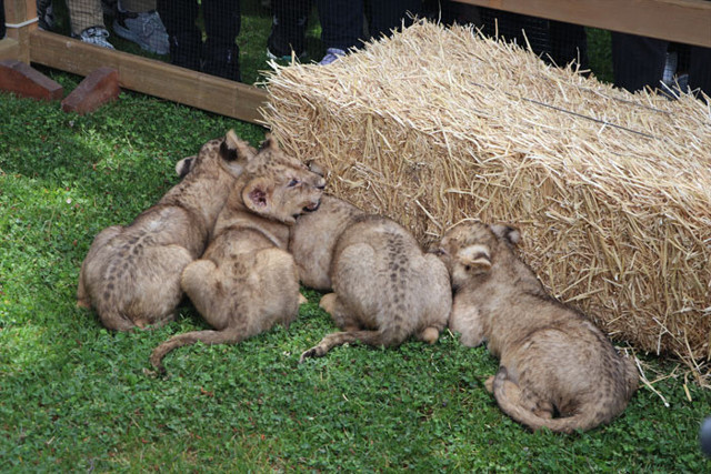 4 aslan Cumhurbaşkanı Erdoğan'a neden hediye edildi? Hacı Yakışıklı aslanların hikayesini yazdı - Resim: 1