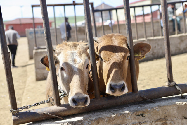 Doğu'dan Batı'ya kurbanlık sevkiyatı hız kazandı, 850 kilo 'Limuzin'in fiyatı dikkat çekti - Resim: 1