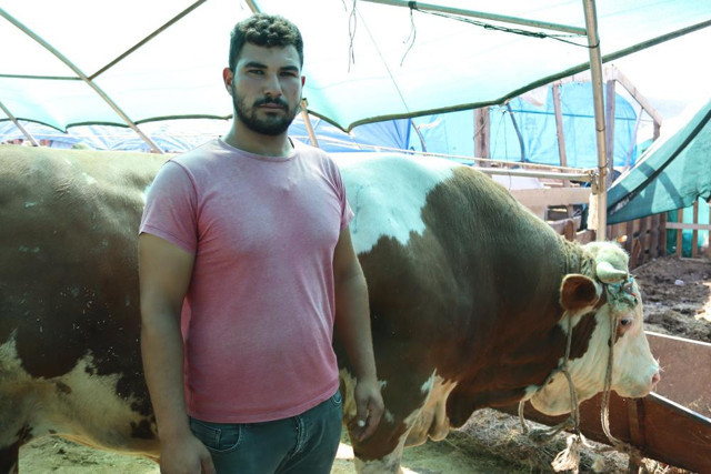 1 ton 650 kilogramlık "Vartolu" isimli dana araba fiyatına satıldı - Resim: 2