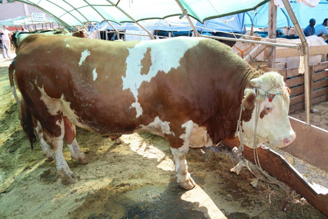 1 ton 650 kilogramlık "Vartolu" isimli dana araba fiyatına satıldı - Resim: 1