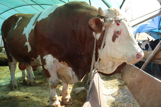 1 ton 650 kilogramlık "Vartolu" isimli dana araba fiyatına satıldı - Resim: 0