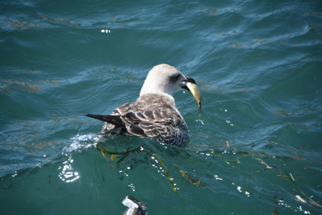 Sinop'ta ilginç doğa olayı vuku buldu! Oltasını kapan sahile koştu, balıkçılar da fırsatı kaçırmadı - Resim: 3