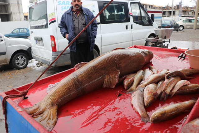 Erzincanlı balıkçı Karasu nehrinde yakaladı görenler şaşkına döndü - Resim: 0