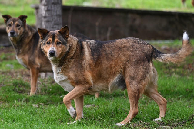 Sahipsiz köpeklerin saldırdığı hemşire canını arabanın önüne atlayarak kurtardı - Resim: 1