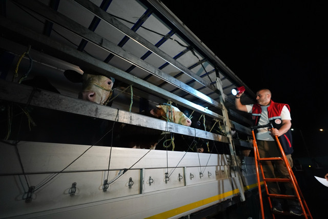 Kurban Bayramı hazırlığı: İstanbul'a kurbanlık hayvan girişleri başladı - Resim: 0