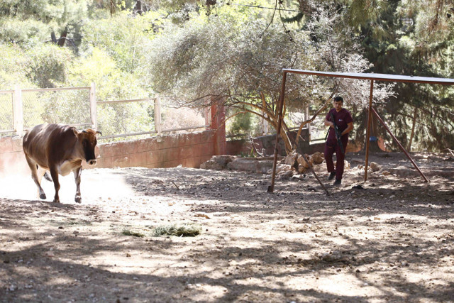 Antalya'da "kurban yakalama timi" göreve hazır - Resim: 1