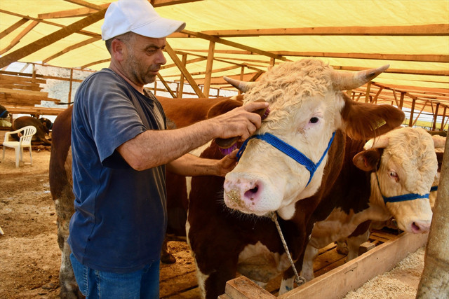 Kocaeli'de ağırlıkları yaklaşık 3 ton olan üç boğa toplam 680 bin liraya satıldı - Resim: 0