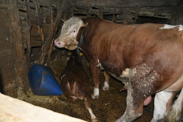 Isparta'da boğa dehşeti ahırda feci ölüm - Resim: 0