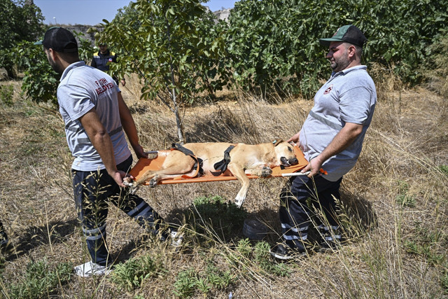 Fatih'te bir kişiyi öldüren sahipsiz köpekler, belediye ekiplerince toplandı - Resim: 1