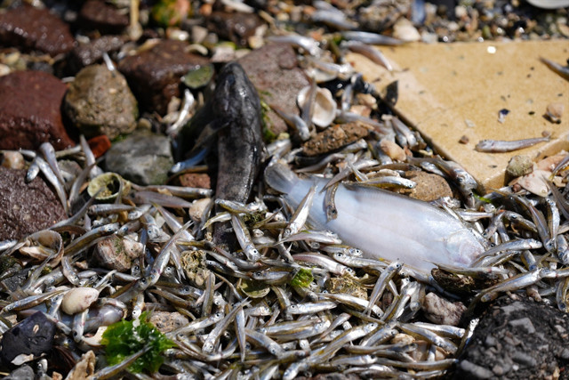 Çevre, Şehircilik ve İklim Değişikliği Bakanlığı'ndan İzmir Körfezi'ndeki balık ölümlerine ilişkin inceleme - Resim: 4