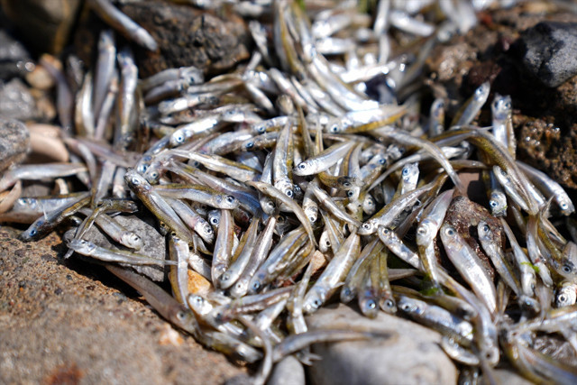 Çevre, Şehircilik ve İklim Değişikliği Bakanlığı'ndan İzmir Körfezi'ndeki balık ölümlerine ilişkin inceleme - Resim: 5