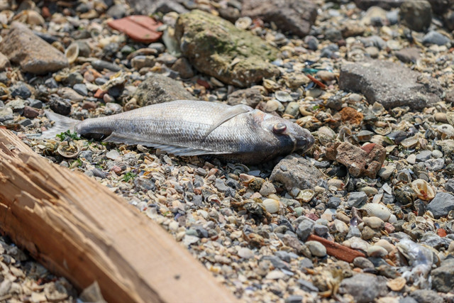Çevre, Şehircilik ve İklim Değişikliği Bakanlığı'ndan İzmir Körfezi'ndeki balık ölümlerine ilişkin inceleme - Resim: 6