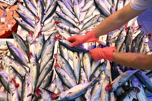Trabzon'daki balıkçı tezgahlarında palamut bolluğu - Resim: 1